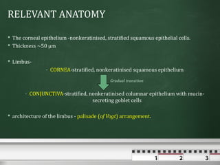RELEVANT ANATOMY

 The corneal epithelium -nonkeratinised, stratified squamous epithelial cells.
 Thickness ~50 μm

 Limbus-
                - CORNEA-stratified, nonkeratinised squamous epithelium
                                            Gradual transition


       - CONJUNCTIVA-stratified, nonkeratinised columnar epithelium with mucin-
                                  secreting goblet cells

 architecture of the limbus - palisade (of Vogt) arrangement.
 