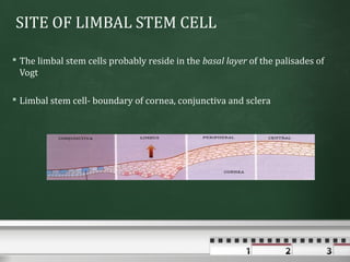 SITE OF LIMBAL STEM CELL

 The limbal stem cells probably reside in the basal layer of the palisades of
  Vogt

 Limbal stem cell- boundary of cornea, conjunctiva and sclera
 
