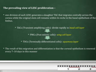 The prevailing view of LESC proliferation –

 one division of each LESC generates a daughter TAC that migrates centrally across the
  cornea while the original stem cell remains within its niche in the basal epithelium of the
  limbus.

            TACs (Transient amplifying cells)- divide rapidly in basal cell layer

                         PMCs (Post mitotic cells)- wing cell layer

                  TDCs (Terminally differentiated cells)- squamous layer

 The result of this migration and differentiation is that the corneal epithelium is renewed
  every 7–10 days in this manner
 
