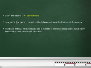  Thoft and Friend - “XYZ hypothesis”

 only partially explains corneal epithelial renewal over the lifetime of the cornea.

 The basal corneal epithelial cells are incapable of continuous replication and enter
  senescence after several cell divisions
 