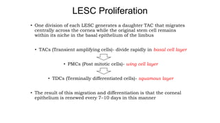 • One division of each LESC generates a daughter TAC that migrates
centrally across the cornea while the original stem cell remains
within its niche in the basal epithelium of the limbus
• TACs (Transient amplifying cells)- divide rapidly in basal cell layer
• PMCs (Post mitotic cells)- wing cell layer
• TDCs (Terminally differentiated cells)- squamous layer
• The result of this migration and differentiation is that the corneal
epithelium is renewed every 7–10 days in this manner
LESC Proliferation
 