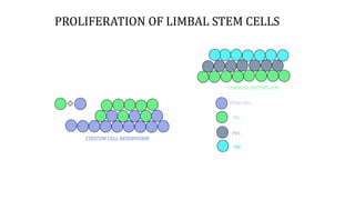 PROLIFERATION OF LIMBAL STEM CELLS
TAC
STEM CELL
PMC
TDC
STESTEM CELL RESERVOIRM
CORNEAL EPITHELIUM
 