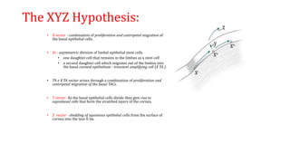 The XYZ Hypothesis:
• X vector - combination of proliferation and centripetal migration of
the basal epithelial cells.
• Xs - asymmetric division of limbal epithelial stem cells
• one daughter cell that remains in the limbus as a stem cell
• a second daughter cell which migrates out of the limbus into
the basal corneal epithelium - transient amplifying cell (X TA ).
• Th e X TA vector arises through a combination of proliferation and
centripetal migration of the basal TACs.
• Y vector- As the basal epithelial cells divide they give rise to
suprabasal cells that form the stratified layers of the cornea.
• Z vector - shedding of squamous epithelial cells from the surface of
cornea into the tear fi lm.
 