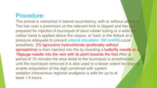 Procedure:
The animal is restrained in lateral recumbency, with or without sedation.
The hair over a prominent on the relevant limb is clipped and the skin
prepared for injection.A tourniquet of stout rubber tubing or a wide flat
rubber band is applied above the carpus, or hack or the fetlock at a
pressure adequate to prevent arterial circulation 150 mmHG.Local
anesthetic, 2% lignocaine hydrochloride (preferably without
epinephrine) is then injected into the by inserting a butterfly needle or a
19gauge needle into the vein with its point towards the foot.After a
period of 15 minutes the area distal to the tourniquet is anesthetized
until the tourniquet removed.It is also used to a lesser extent for dogs to
enable amputation of the digit combined with system
sedation.Intravenous regional analgesia is safe for up to at
least 1.5 hours.
 