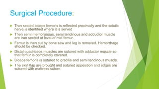 Surgical Procedure:
 Tran sected biceps femoris is reflected proximally and the sciatic
nerve is identified where it is served
 Then semi membranous, semi tendinous and adductor muscle
are tran sected at level of mid femur.
 Femur is then cut by bone saw and leg is removed. Hemorrhage
should be checked.
 Distal quadriceps muscles are sutured with adductor muscle so
that femur is completely covered.
 Biceps femoris is sutured to gracilis and semi tendinous muscle.
 The skin flap are brought and sutured apposition and edges are
sutured with mattress suture.
 