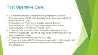 Post Operative Care:
 1.Parenteral antibiotic: Streptopenicillin (streptopen®, Renata
Pharmaceuticals Ltd) @ 1ml/10kg body weight intramuscularly at 24
hoursinterval for 7 days,
 2.Antihistaminic: Pheniramine maleate (Alerin®, Eskayef
Pharmaceuticals Ltd.) @ 0.5mg/kg body weight administered
intramuscularly at 24 hours interval for 7 days,
 3.Non-steroidal anti-inflammatory: ketoprofen (kop-vet®, Square
Pharmeaceuticals Ltd.) @ 3mg/kg body weight intramuscularly at 24
hours interval for 3 days.
 4.Dressing every alternative day for 7-10 days.
 5.Removal of suture at 8-10 post operative days.along with providing soft
bedding and restricted movement to enhance the healing of
the affected site.
 