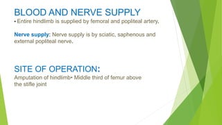 BLOOD AND NERVE SUPPLY
• Entire hindlimb is supplied by femoral and popliteal artery.
Nerve supply: Nerve supply is by sciatic, saphenous and
external popliteal nerve.
SITE OF OPERATION:
Amputation of hindlimb• Middle third of femur above
the stifle joint
 