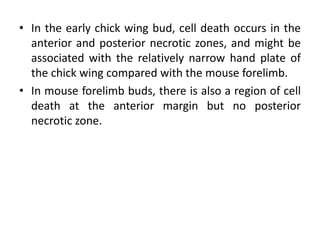 • In the early chick wing bud, cell death occurs in the
anterior and posterior necrotic zones, and might be
associated with the relatively narrow hand plate of
the chick wing compared with the mouse forelimb.
• In mouse forelimb buds, there is also a region of cell
death at the anterior margin but no posterior
necrotic zone.
 
