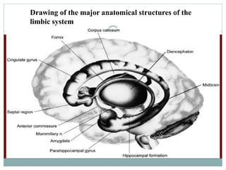 Drawing of the major anatomical structures of the
limbic system
 