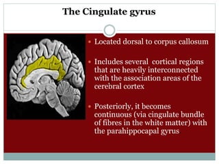 The Cingulate gyrus
 Located dorsal to corpus callosum
 Includes several cortical regions
that are heavily interconnected
with the association areas of the
cerebral cortex
 Posteriorly, it becomes
continuous (via cingulate bundle
of fibres in the white matter) with
the parahippocapal gyrus.
)
 