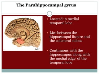 The Parahippocampal gyrus
 Located in medial
temporal lobe
 Lies between the
hippocampal fissure and
the collateral sulcus
 Continuous with the
hippocampus along with
the medial edge of the
temporal lobe
)
 