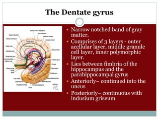 The Dentate gyrus
 Narrow notched band of gray
matter.
 Comprises of 3 layers - outer
acellular layer, middle granule
cell layer, inner polymorphic
layer.
 Lies between fimbria of the
hippocampus and the
parahippocampal gyrus
 Anteriorly– continued into the
uncus
 Posteriorly– continuous with
indusium griseum
)
 