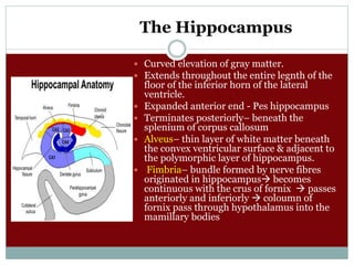 The Hippocampus
 Curved elevation of gray matter.
 Extends throughout the entire legnth of the
floor of the inferior horn of the lateral
ventricle.
 Expanded anterior end - Pes hippocampus
 Terminates posteriorly– beneath the
splenium of corpus callosum
 Alveus– thin layer of white matter beneath
the convex ventricular surface & adjacent to
the polymorphic layer of hippocampus.
 Fimbria– bundle formed by nerve fibres
originated in hippocampus becomes
continuous with the crus of fornix  passes
anteriorly and inferiorly  coloumn of
fornix pass through hypothalamus into the
mamillary bodies
 