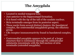 The Amygdala
 Located in medial temporal lobe.
 Just anterior to the hippocampal formation.
 It is fused with the tip of the tail of the caudate nucleus.
 Stria terminalis emerges from its posterior aspect.
 These nuclei form several distinct clusters: the basolateral
complex, the centromedial amygdaloid group, the olfactory
group.
 CB1 receptor immunoreactivity found in basolateral complex.
***
 Centromedial amygdala appears to be part of a larger
structure that is continuous through the sublenticular
substantia innominata with the bed nucleus of stria
terminalis (extended amygdala).
 