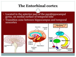 The Entorhinal cortex
 Located in the anterior part of the parahippocampal
gyrus, on medial surface of temporal lobe
 Transition zone between hippocampus and temporal
neocortex
 