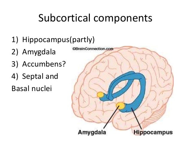 limbic system