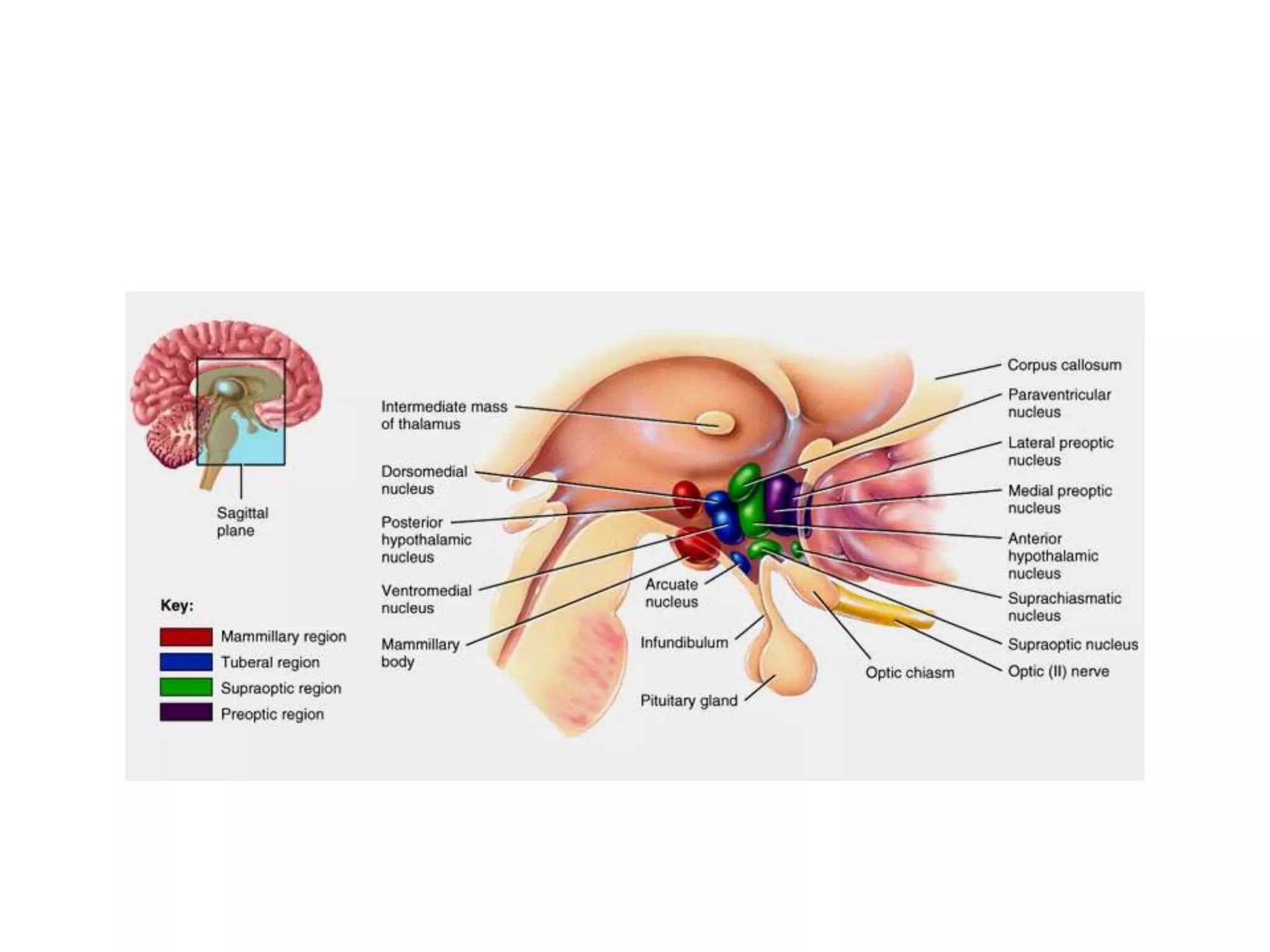 limbic-and-paralimbic-system-ppt