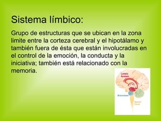 Sistema límbico: Grupo de estructuras que se ubican en la zona limite entre la corteza cerebral y el hipotálamo y también fuera de ésta que están involucradas en el control de la emoción, la conducta y la iniciativa; también está relacionado con la memoria. 