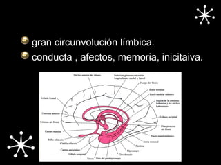 sistema límbico
gran circunvolución límbica.
conducta , afectos, memoria, inicitaiva.
 
