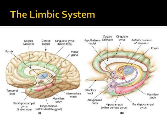 Limbic system brain