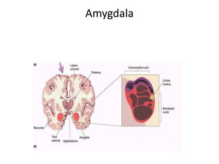 Amygdala
 