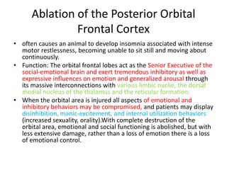 Ablation of the Posterior Orbital
               Frontal Cortex
• often causes an animal to develop insomnia associated with intense
  motor restlessness, becoming unable to sit still and moving about
  continuously.
• Function: The orbital frontal lobes act as the Senior Executive of the
  social-emotional brain and exert tremendous inhibitory as well as
  expressive influences on emotion and generalized arousal through
  its massive interconnections with various limbic nuclie, the dorsal
  medial nucleus of the thalamus and the reticular formation.
• When the orbital area is injured all aspects of emotional and
  inhibitory behaviors may be compromised, and patients may display
  disinhibition, manic-excitement, and internal utilization behaviors
  (increased sexuality, orality).With complete destruction of the
  orbital area, emotional and social functioning is abolished, but with
  less extensive damage, rather than a loss of emotion there is a loss
  of emotional control.
 