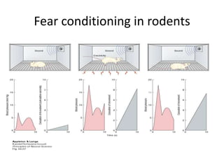 Fear conditioning in rodents
 