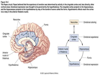 Limbic System And Emotion