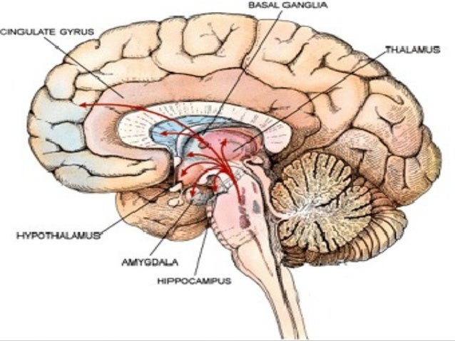 limbic system