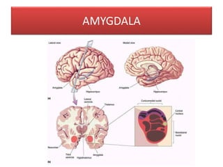 AMYGDALA
 