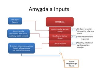 Amygdala Inputs
AMYGDALA
Corticomedial Nuclear
Group
Basolateral Nuclear
Group
Central Nucleus
Olfactory
System
Temporal Lobe
(associated with visual,
auditory, tactile senses)
Brainstem (viscerosensory relay
Nuclei: solitary nucleus
and parbrachial nucleus)
Ventral
Amygdalofugal
Fibers
Mediates behaviors
triggered by olfactory
stimuli
Mediates emotional
responses
Attaching emotional
significance to a
stimulus
 