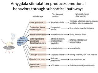 Amygdala stimulation produces emotional
behaviors through subcortical pathways
 