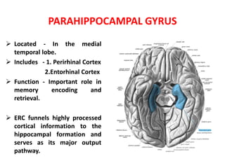 PARAHIPPOCAMPAL GYRUS
 Located - In the medial
temporal lobe.
 Includes - 1. Perirhinal Cortex
2.Entorhinal Cortex
 Function - Important role in
memory encoding and
retrieval.
 ERC funnels highly processed
cortical information to the
hippocampal formation and
serves as its major output
pathway.
 