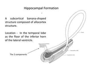 A subcortical banana-shaped
structure composed of allocortex
structure.
Location - In the temporal lobe
as the floor of the inferior horn
of the lateral ventricle.
The 3 components
Hippocampal Formation
 