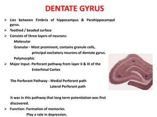 DENTATE GYRUS
 Lies between Fimbria of hippocampus & Parahippocampal
gyrus.
 Toothed / beaded surface
 Consists of three layers of neurons:
Molecular
Granular - Most prominent, contains granule cells,
principal excitatory neurons of dentate gyrus.
Polymorphic
 Major Input- Perforant pathway from layer II & III of the
Entorhinal Cortex
The Perforant Pathway - Medial Perforant path
Lateral Perforant path
It was in this pathway that long term potentiation was first
discovered.
 Function- Formation of memories
Play a role in depression.
 