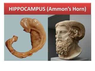HIPPOCAMPUS (Ammon’s Horn)
 