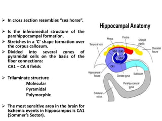  In cross section resembles “sea horse”.
 Is the inferomedial structure of the
parahippocampal formation.
 Stretches in a ‘C’ shape formation over
the corpus callosum.
 Divided into several zones of
pyramidal cells on the basis of the
fiber connections:
CA1 – CA 4 fields
 Trilaminate structure
Molecular
Pyramidal
Polymorphic
 The most sensitive area in the brain for
Ischemic events in hippocampus is CA1
(Sommer’s Sector).
 