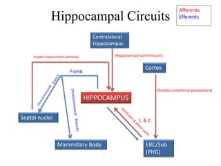 Hippocampal Circuits
FornixFornix
(septal-hippocampal pathway) (Hippocampal commissure)
Afferents
Efferents
HIPPOCAMPUS
(Cortico-entorhinal projections)
ERC/Sub
(PHG)
Cortex
Septal nuclei
Mammillary Body
Contralateral
Hippocampus
1. & 2.
 