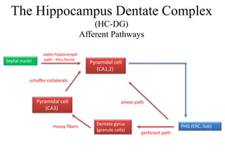 The Hippocampus Dentate Complex
(HC-DG)
Afferent Pathways
Pyramidal cell
(CA1,2)
PHG (ERC, Sub)Dentate gyrus
(granule cells)
mossy fibers
Pyramidal cell
(CA3)
schaffer collaterals
perforant path
alvear path
Septal nuclei
septo-hippocampal
path - thru fornix
 