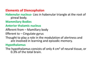Elements of Diencephalon
Habenular nucleus- Lies in habenular triangle at the root of
pineal body.
Mammilary Bodies
Anterior thalamic nucleus
Afferent from – Mamillary body
Efferent to – Cingulate gyrus
Thought to play a role in the modulation of alertness and
are involved in learning and episodic memory.
Hypothalamus
The hypothalamus consists of only 4 cm3 of neural tissue, or
0.3% of the total brain.
 