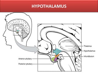 HYPOTHALAMUS
 