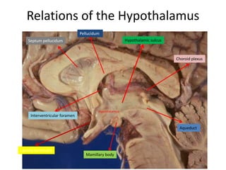 Hypothalamus
Lamina terminalis
Mamillary body
Hypothalamic sulcusSeptum pellucidum
Pellucidum
Choroid plexus
Aqueduct
Interventricular foramen
Relations of the Hypothalamus
 