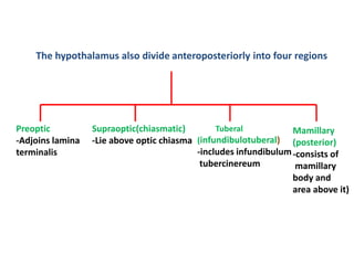 The hypothalamus also divide anteroposteriorly into four regions
Preoptic
-Adjoins lamina
terminalis
Supraoptic(chiasmatic)
-Lie above optic chiasma
Tuberal
(infundibulotuberal)
-includes infundibulum
tubercinereum
Mamillary
(posterior)
-consists of
mamillary
body and
area above it)
 
