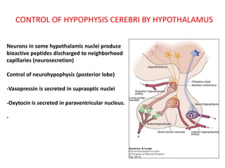 CONTROL OF HYPOPHYSIS CEREBRI BY HYPOTHALAMUS
Neurons in some hypothalamic nuclei produce
bioactive peptides discharged to neighborhood
capillaries (neurosecretion)
Control of neurohypophysis (posterior lobe)
-Vasopressin is secreted in supraoptic nuclei
-Oxytocin is secreted in paraventricular nucleus.
-
 