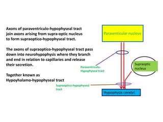 Axons of paraventriculo-hypophyseal tract
join axons arising from supra-optic nucleus
to form supraoptico-hypophyseal tract.
The axons of supraoptico-hypophyseal tract pass
down into neurohypophysis where they branch
and end in relation to capillaries and release
their secretion.
Together known as
Hypoyhalamo-hypophyseal tract
Paraventicular nucleus
Hypophysis cerebri
Supraoptic
nucleusParaventriculo-
Hypophyseal tract
Supraoptico-hypophyseal
tract
 