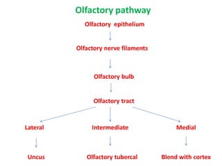 Olfactory pathway
Olfactory epithelium
Olfactory nerve filaments
Olfactory bulb
Olfactory tract
Lateral Intermediate Medial
Blend with cortexOlfactory tubercalUncus
 