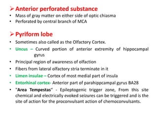 Anterior perforated substance
• Mass of gray matter on either side of optic chiasma
• Perforated by central branch of MCA
Pyriform lobe
• Sometimes also called as the Olfactory Cortex.
• Uncus – Curved portion of anterior extremity of hippocampal
gyrus
• Principal region of awareness of olfaction
• Fibers from lateral olfactory stria terminate in it
• Limen insulae – Cortex of most medial part of insula
• Entorhinal cortex- Anterior part of parahippcampal gyrus BA28
• "Area Tempestas“ - Epileptogenic trigger zone, From this site
chemical and electrically evoked seizures can be triggered and is the
site of action for the proconvulsant action of chemoconvulsants.
 