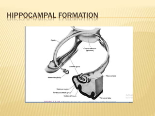 HIPPOCAMPAL FORMATION
 