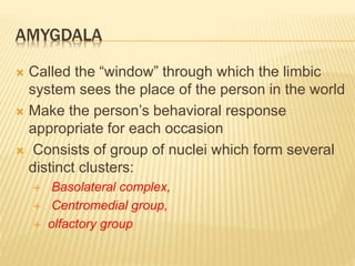 AMYGDALA
 Called the “window” through which the limbic
system sees the place of the person in the world
 Make the person’s behavioral response
appropriate for each occasion
 Consists of group of nuclei which form several
distinct clusters:
 Basolateral complex,
 Centromedial group,
 olfactory group
 
