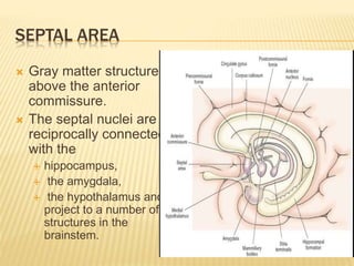 SEPTAL AREA
 Gray matter structure
above the anterior
commissure.
 The septal nuclei are
reciprocally connected
with the
 hippocampus,
 the amygdala,
 the hypothalamus and
project to a number of
structures in the
brainstem.
 